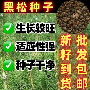 黑松树种子四季常青树耐旱耐寒林木树种多年生日本黑松种子绿化树