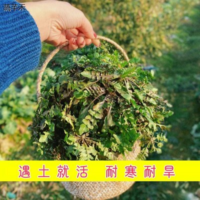 野生荠种子叶春菜农子季