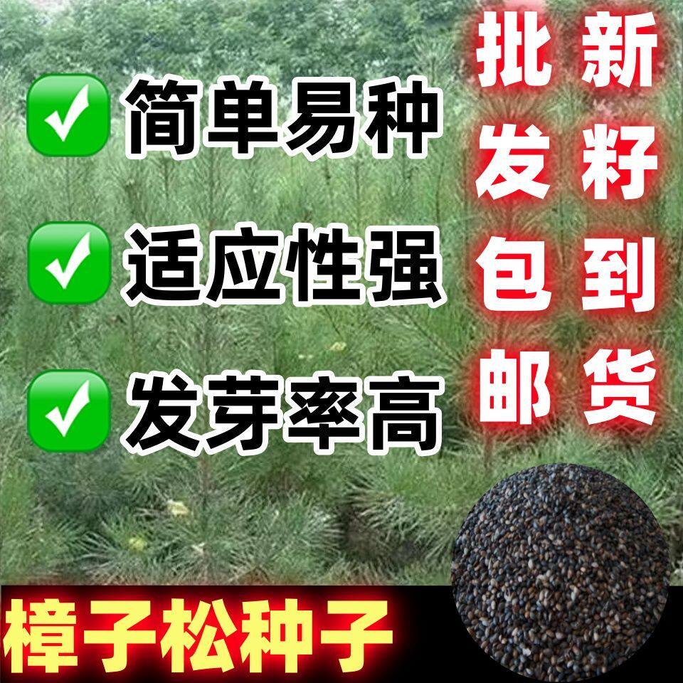 樟子松种子当年新日本海图片