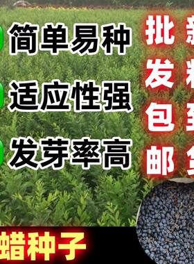水腊种子园林绿化苗木种