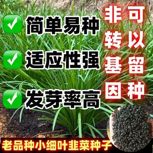 老品种小细叶韭菜种子香味浓郁庭院田园蔬菜种子韭菜种子韭菜种籽