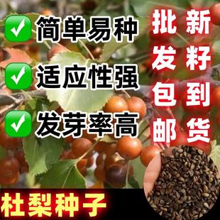 杜梨种子棠梨海棠梨野生杜梨籽散装观花果树苗木春秋季林木种子