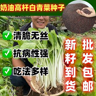 奶油长杆青菜种子庭院盆栽种植奶油高杆白青菜子奶油脆嫩抗旱好吃