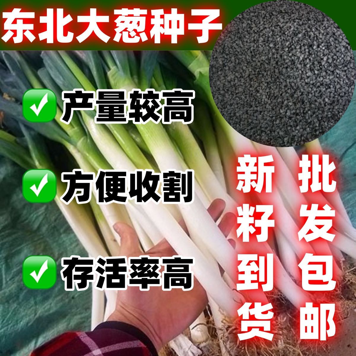 东北大葱种子好吃清脆纤维较少东北大葱种子葱白长又粗不辛辣好种
