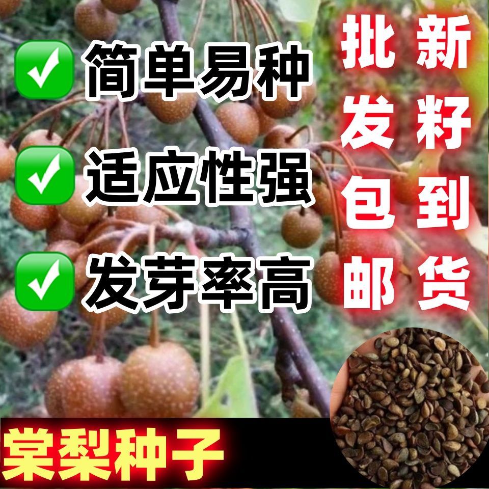 杜梨棠梨种子海野生籽散
