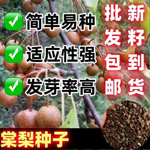 杜梨棠梨种子海棠梨野生杜梨籽散装观花果树苗木春秋季林木种子