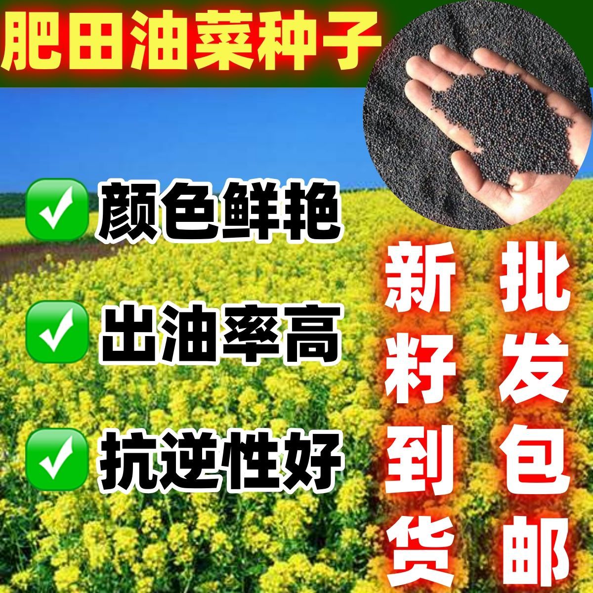 肥田油菜籽牧草种子绿肥