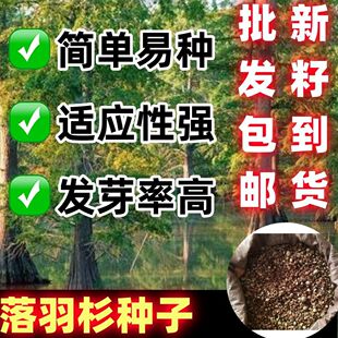 落羽杉树木种子落羽松树水生池塘可当鸟松鼠饲料浅水杉树种子