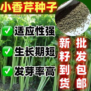四季小香芹种子芹菜种子香味浓郁实心芹菜种子四季播农家蔬菜种子