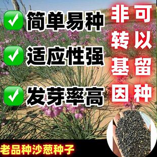老品种沙葱种子蒙古韭菜野韭葱种子小根葱种子播种蔬菜种子庭阳台