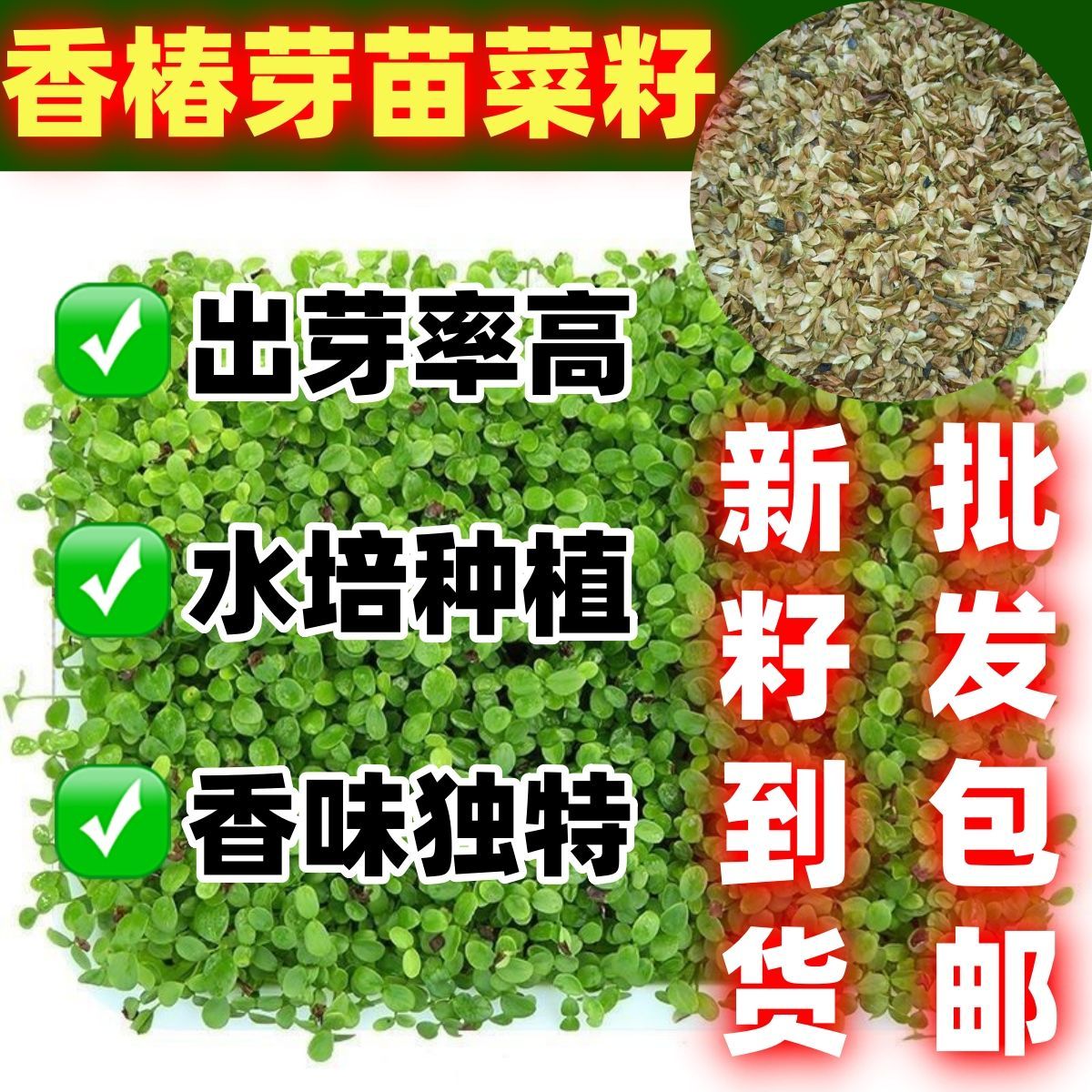 水培香椿芽苗菜种籽子植