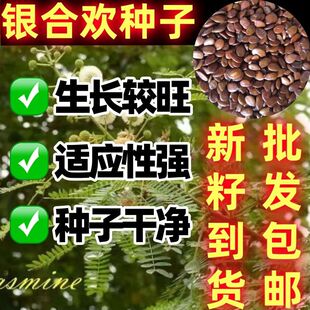 银合欢种子银欢树种子园林绿化庭院耐寒观赏生长较快护边鸭皂树