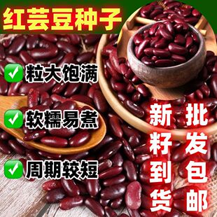 简单易种好吃田园庭院种植红芸豆种红芸豆种子散装红芸豆种籽