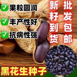 黑花生种籽带壳黑花生种子散装耐热抗旱卖田园种植黑花生种子
