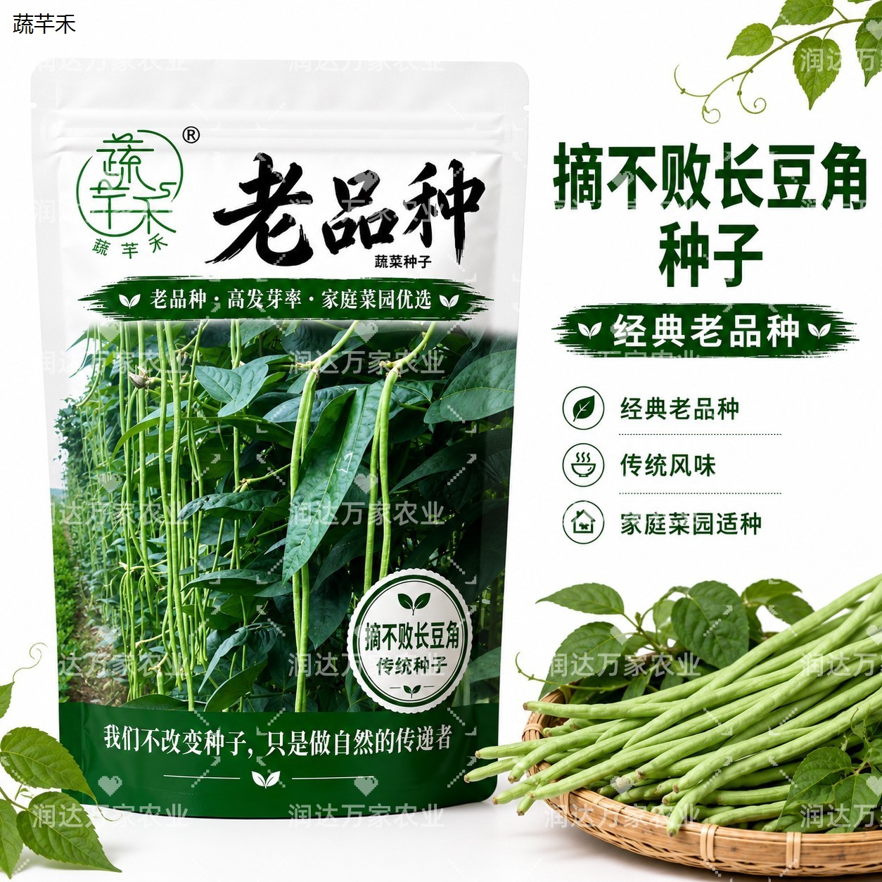 老品种摘不败长豇豆角种图片
