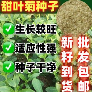 甜叶菊种子甜菊香草甜菊叶花草茶阳台花卉原生纯种四季菜蔬菜籽