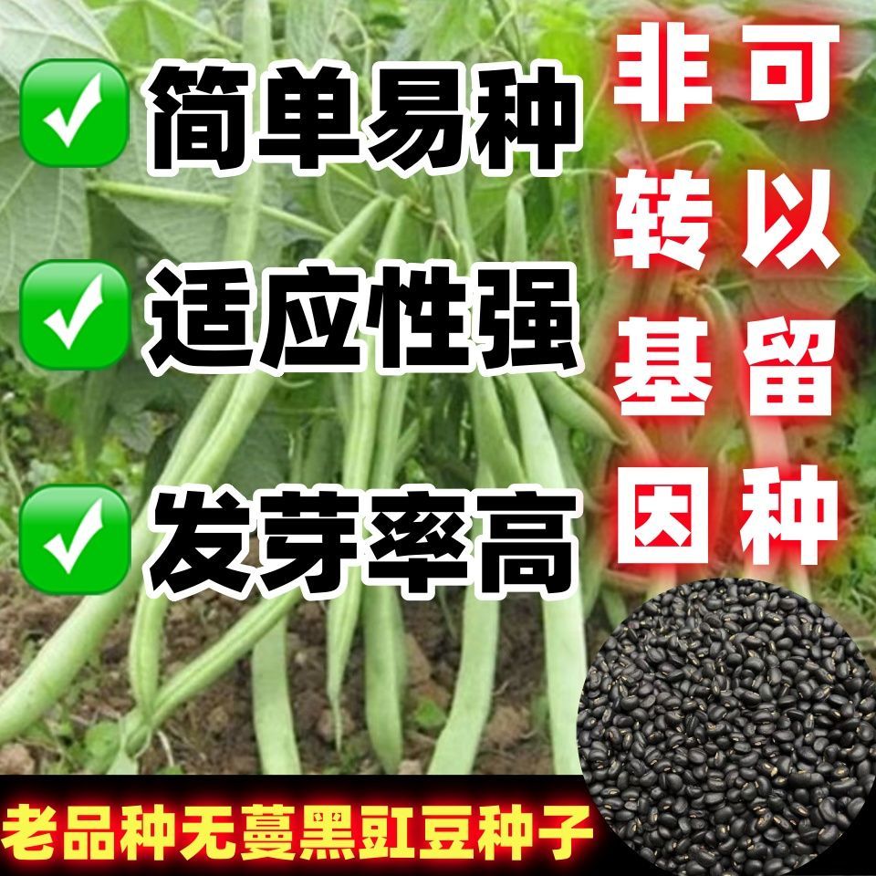老品种无蔓黑豇豆种子简图片
