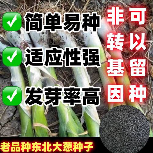 老品种东北大葱种子铁杆