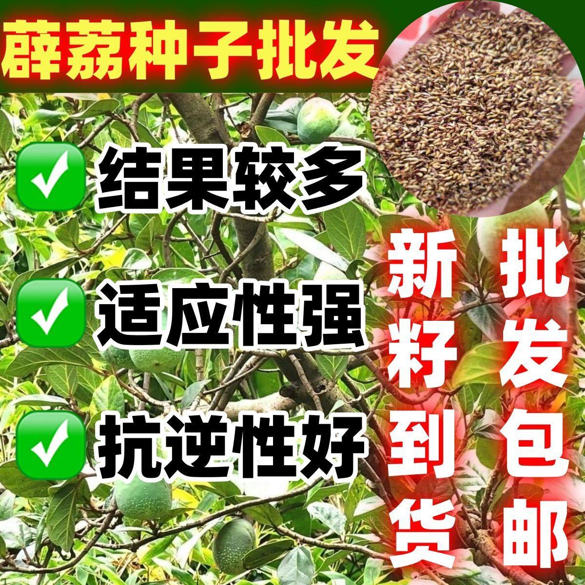 薜荔种子包邮果木莲果霹