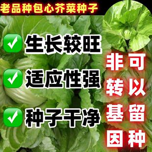 老品种包心芥菜种子大肉卷心芥菜种子水咸菜盖菜包凹季播春秋季