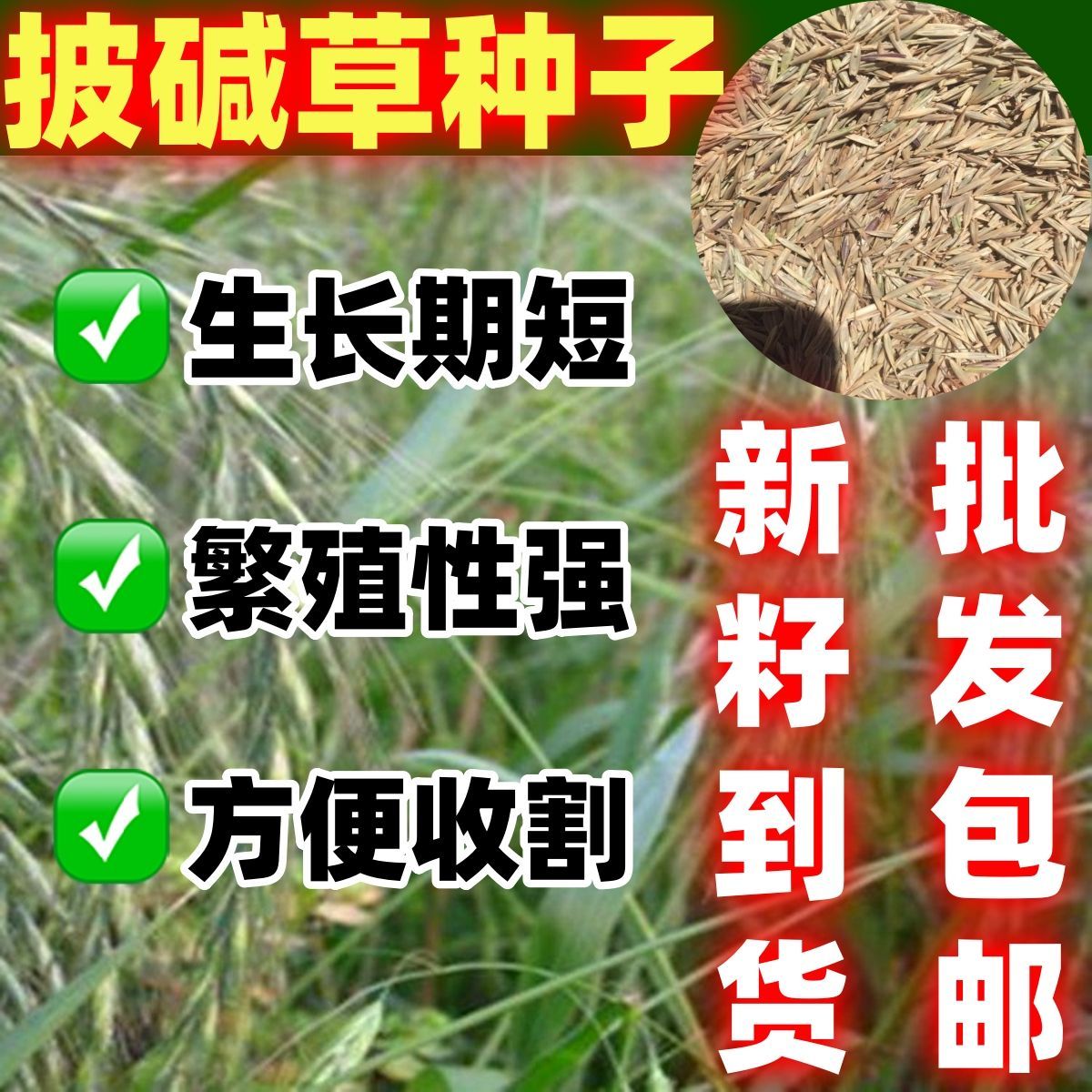 披碱草种子耐寒耐旱耐碱草籽抗风沙牧草种子野麦草山坡草地绿化籽