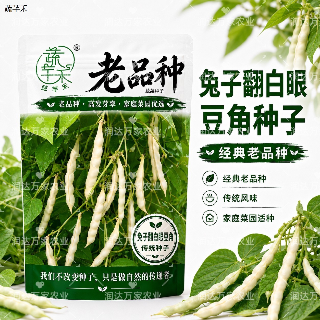 老品种兔子翻白眼豆角非图片