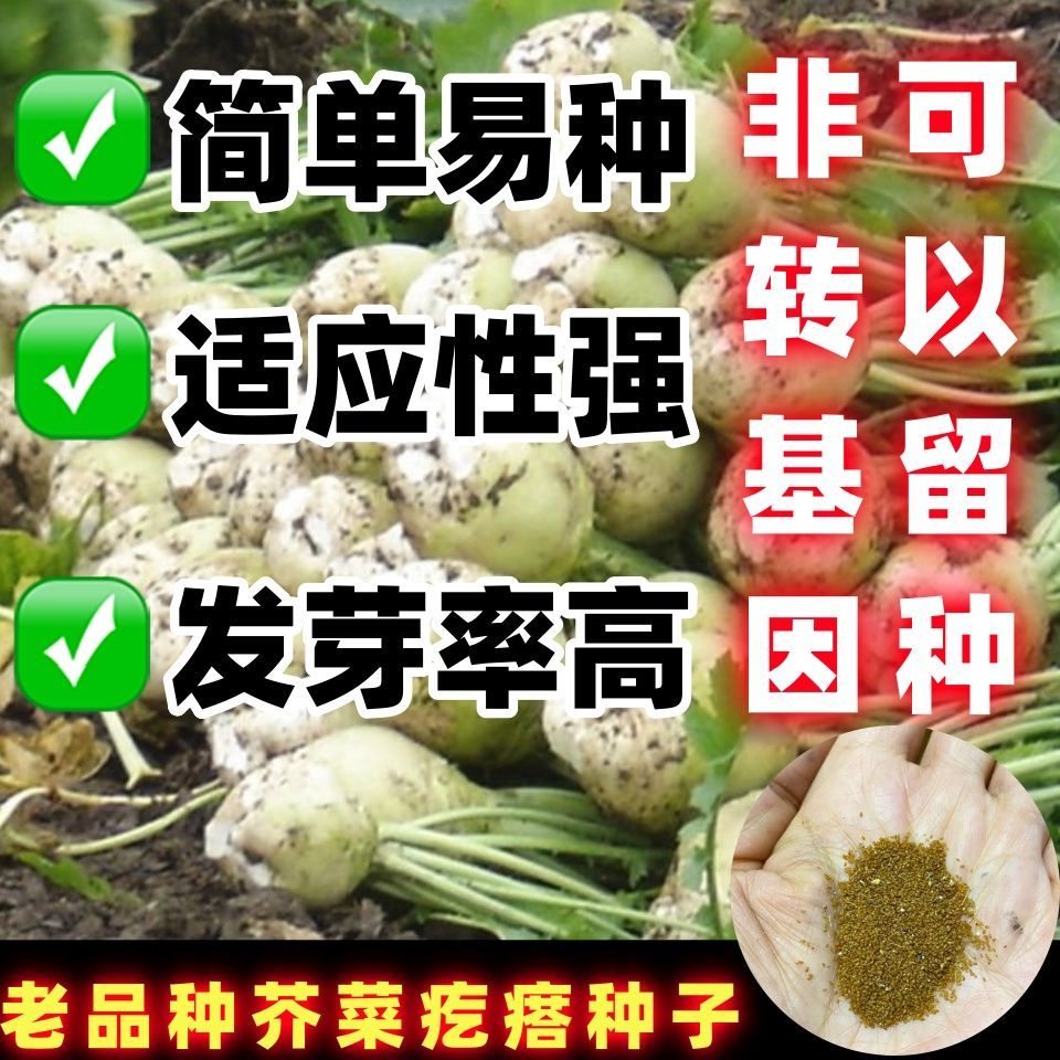 老品种芥菜种子大头菜辣
