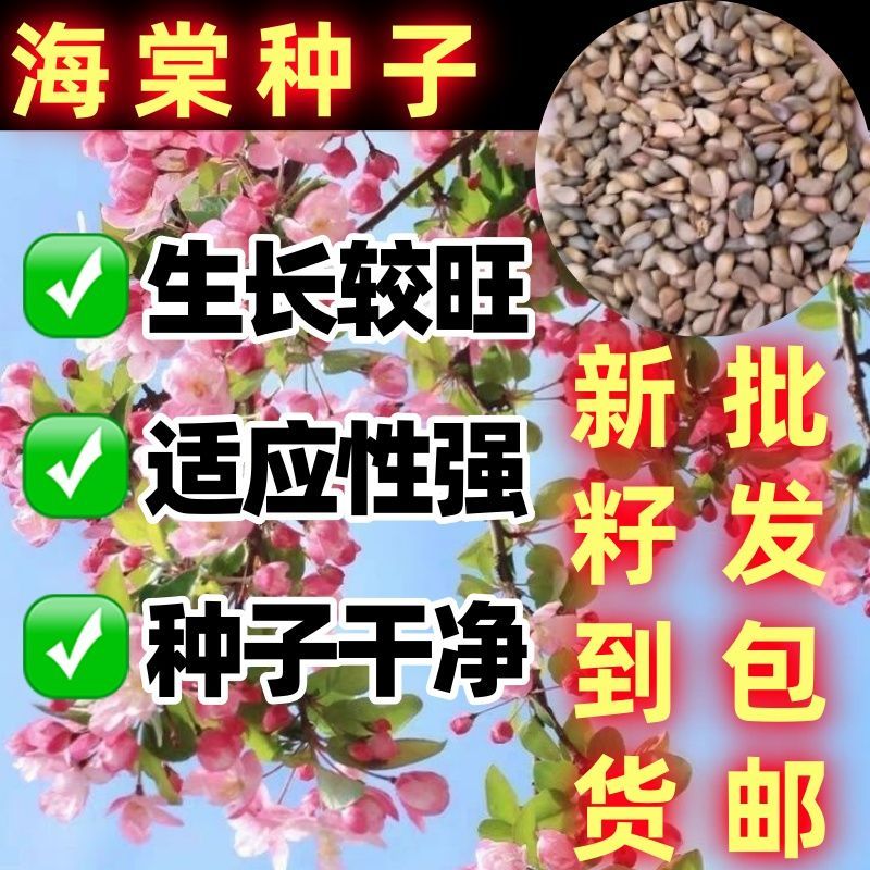八棱海棠种子优质精选可