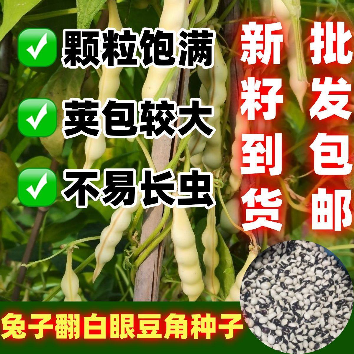早熟兔子翻白眼油豆角种