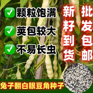 早熟兔子翻白眼油豆角种子东北豆面豆四季豆角籽田园包邮