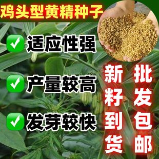 黄精种籽包邮论斤卖黄精鸡头型种子鸡头型种籽药材种籽中药材