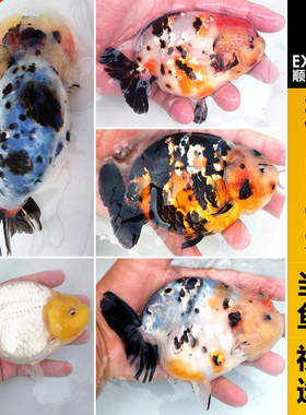 精品兰寿金鱼红黑白色纯种樱花玉兔好养观赏耐活奶牛冷淡水活鱼苗