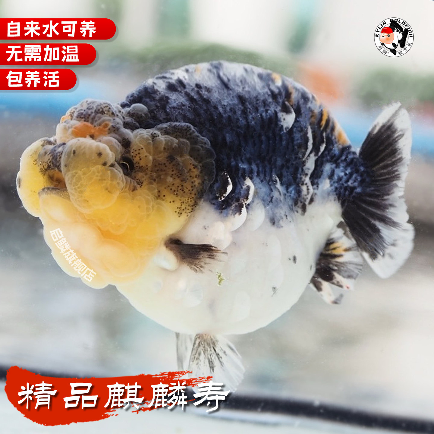 精品麒麟寿金鱼活鱼高端兰寿冷水鱼