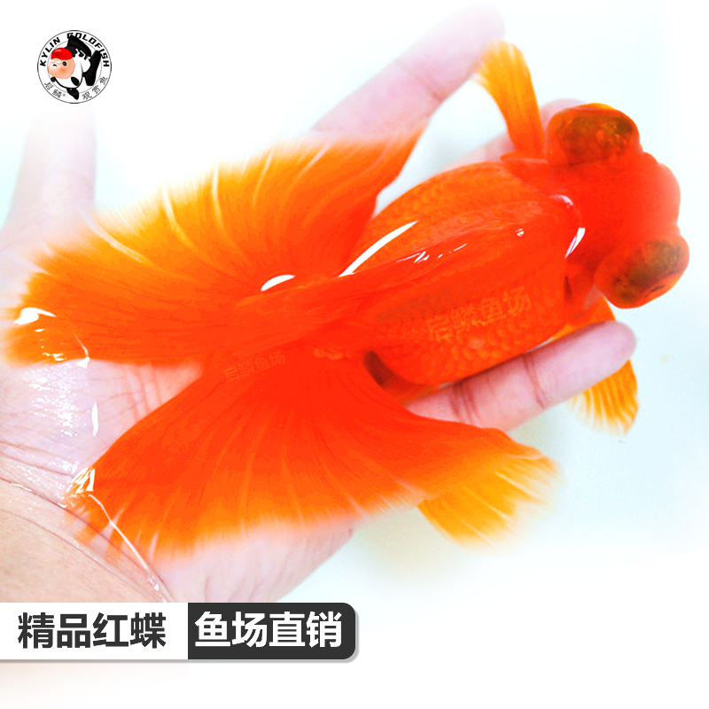 精品红蝶尾金鱼活鱼观赏鱼新手好养耐活龙睛冷水鱼淡水小鱼苗包活