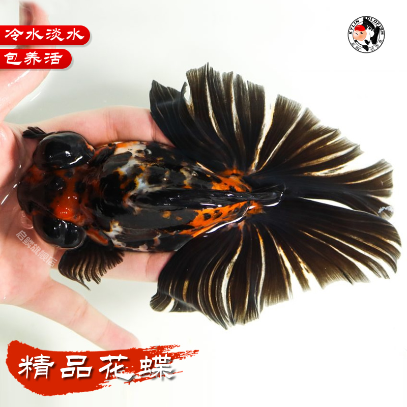 精品花蝶五花蝶尾龙睛活鱼观赏鱼苗淡水冷水好养包活水族宠物鱼苗