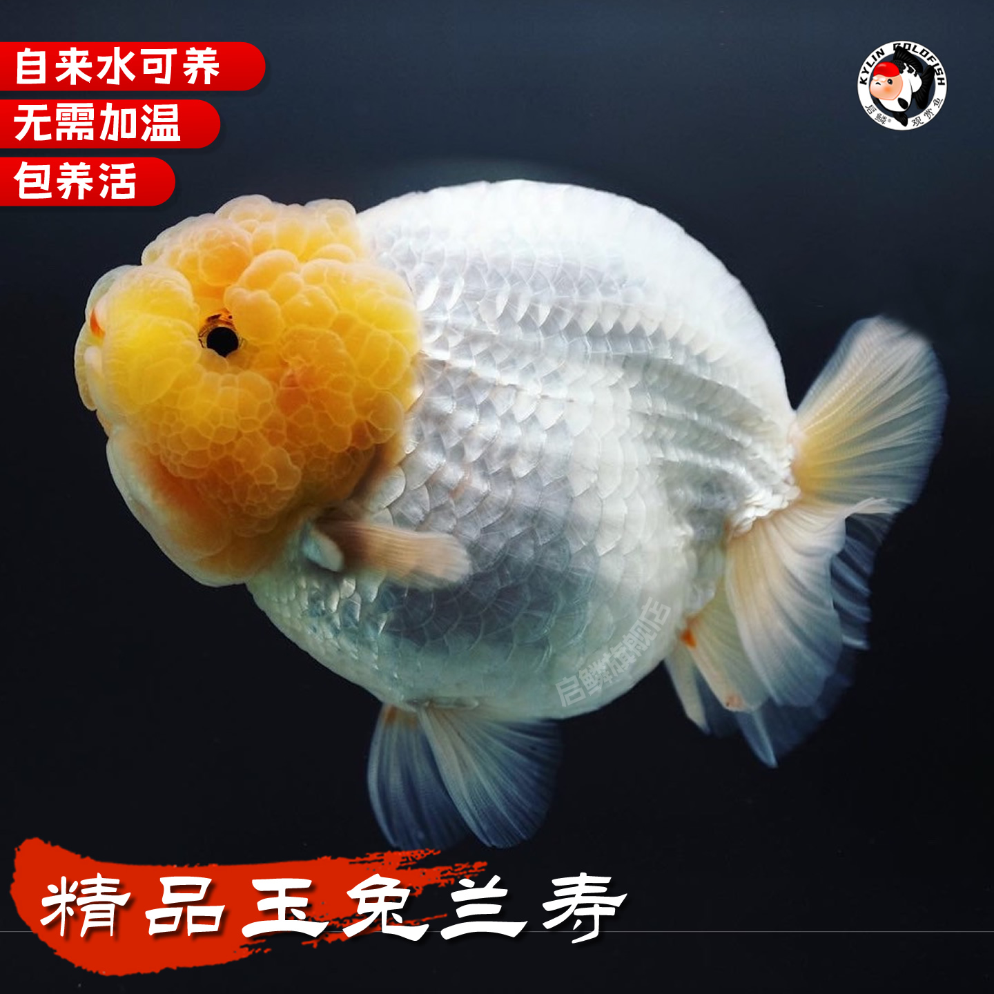 精品玉兔兰寿金鱼活鱼淡水冷水观赏鱼白寿鱼苗波妞好养新手入门级