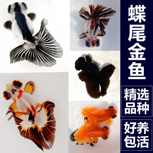 精品蝶尾金鱼活鱼黑白熊猫蝴蝶三色十二红包金观赏好养冷淡水耐活