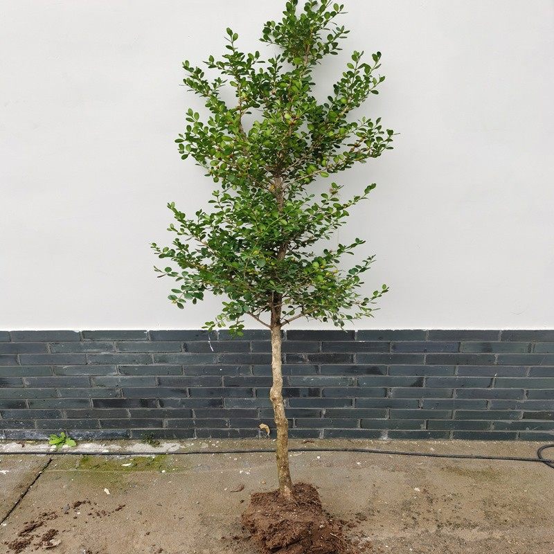 独杆文人小叶瓜子黄杨树高杆精品造型老桩盆景庭院别墅种植易成活,鲜花速递/花卉仿真/绿植园艺,绣球/木绣球/木本植物,淘宝优惠券,粉丝福利购,淘宝优惠卷