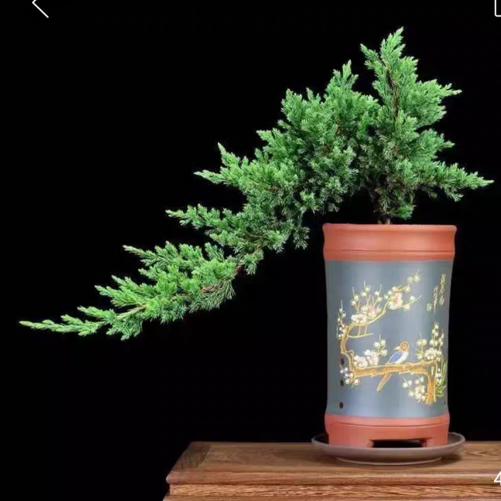 懸崖盆景拇指盆景珍珠地柏小盆景珍珠地柏小盆栽植物四季常青桌面
