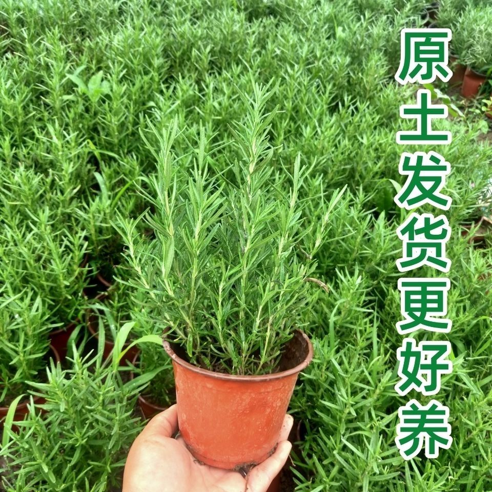 迷迭香盆栽四季常青可食用驅蚊植物室內耐寒香草檸檬薄荷花卉綠植