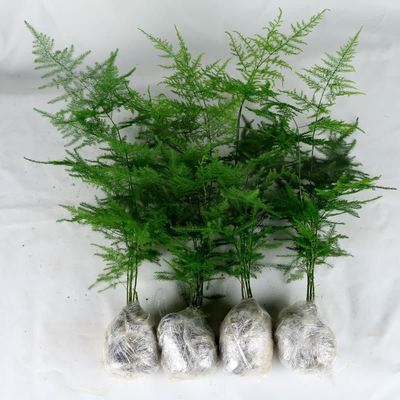 文竹盆栽绿植花卉景物室内