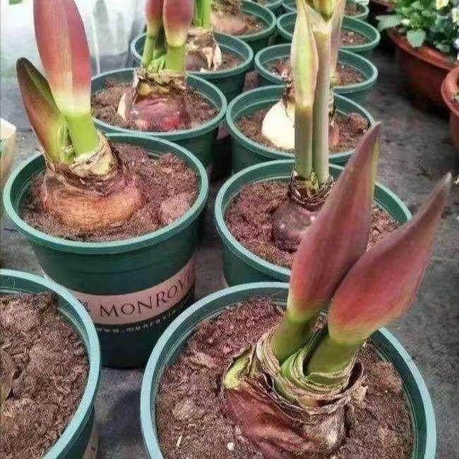 荷兰进口特大朱顶红重瓣种球四季开花庭院阳台盆栽花卉大全养不死,鲜花速递/花卉仿真/绿植园艺,红掌/凤梨/温室花卉,淘宝优惠券,粉丝福利购,淘宝优惠卷