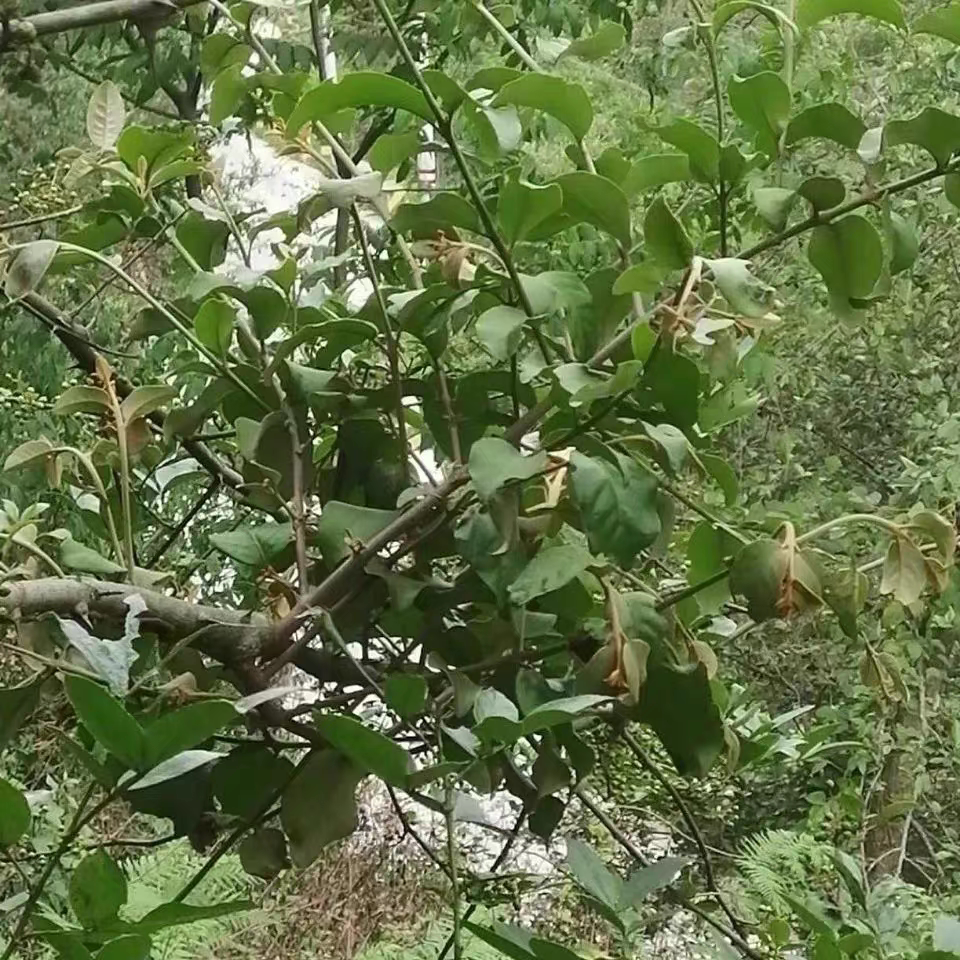 云南特产花椒树寄生茶自生草现采养生茶