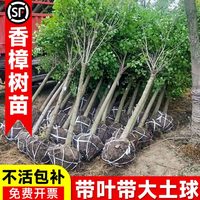 香樟樹苗大樹小葉龍腦樟庭院南北方種耐寒名貴綠化風景樹四季常青