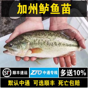 进口加州鲈鱼苗特大淡水养殖食用优质加州鲈鱼苗大口黑鲈鱼苗饲料