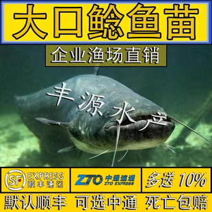 大口鲶鱼苗活体淡水鱼苗食用鲺鲶河鲶土鲶鱼二须鲶南方大口鲶鱼苗