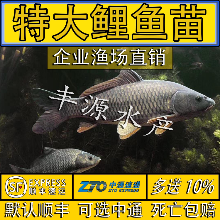 鲤鱼鱼苗淡水鱼塘养殖食用稻花鱼稻田鲤建鲤花背小鱼苗红尾鲤鱼苗