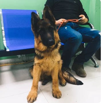 狗狗辅助立耳矫正贴耳托