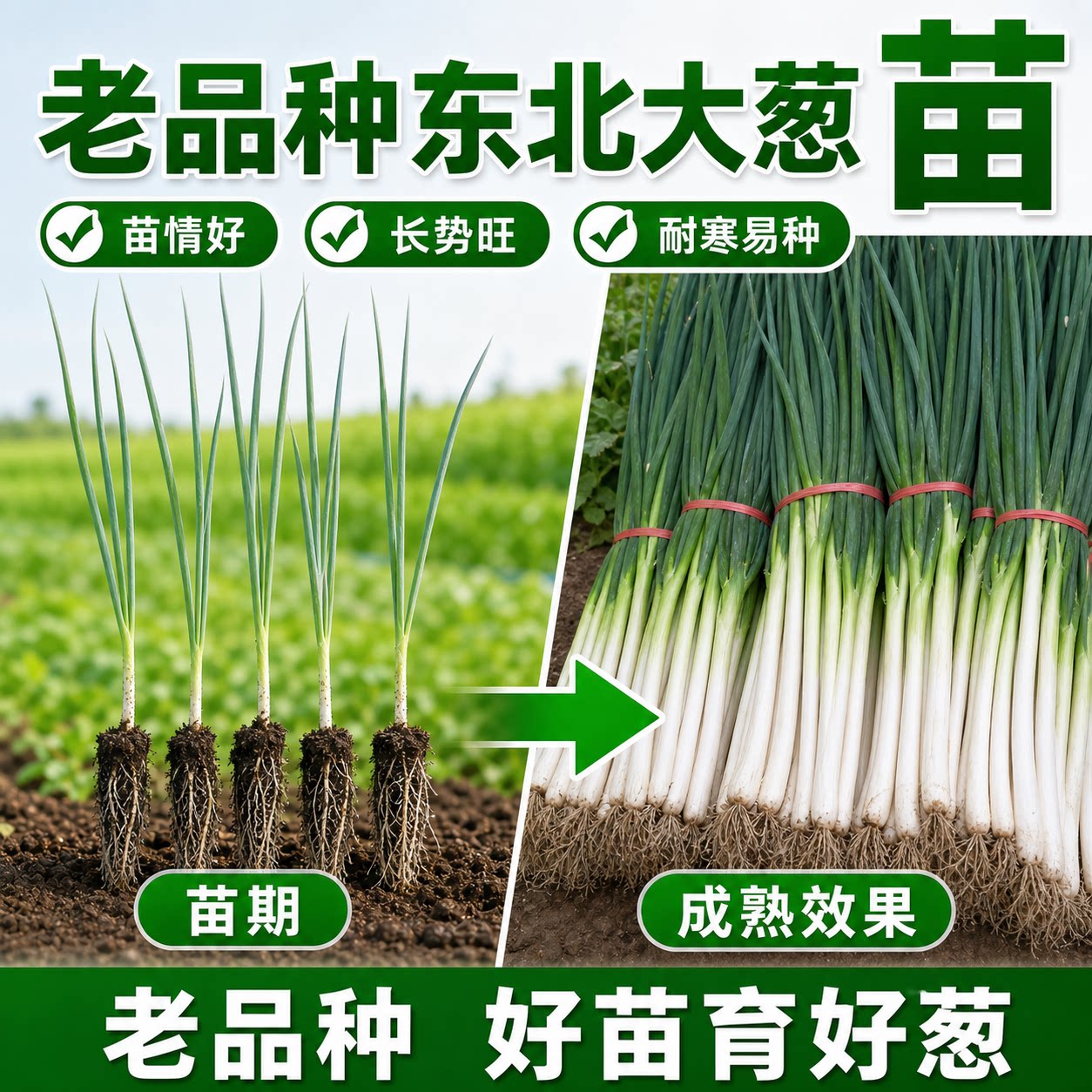 老品种东北大葱秧苗耐寒易种蔬菜苗大葱秧苗新秧苗大葱苗穴盘苗
