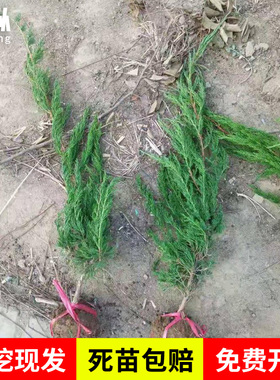 龙柏苗龙柏树苗小龙柏球蜀桧塔柏侧柏扁柏地柏宝塔松树苗四季长青
